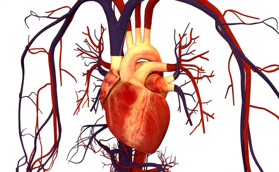 Houston Biotech Nets $10M to Develop Circulatory Support Device | Xconomy